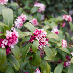 Photo of pink flowers - winter daphne - Daphne Odora
